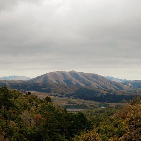 Dirty Projectors / Bjork - Mount Wittenberg Orca (RSD 4.22.23) ((Vinyl))