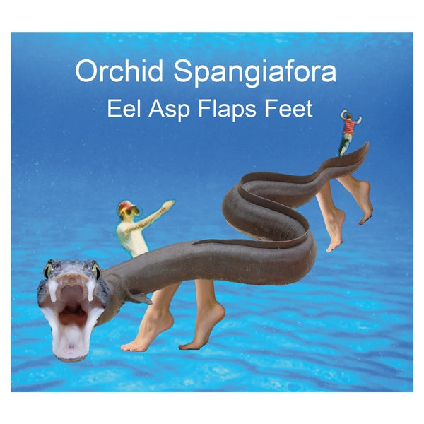 ORCHID SPANGIAFORA - Eel Asp Flaps Feet ((CD))